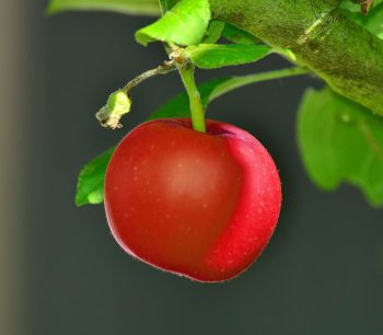 äpple